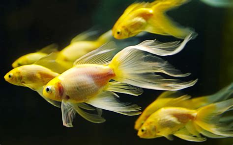 Fish Wallpapers: Free HD Download [500+ HQ] .